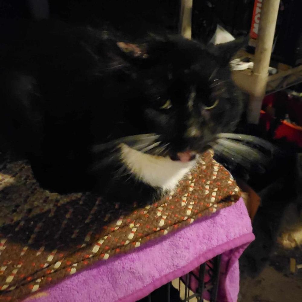 Enlarge Rocky, a Adoptable Domestic Short Hair in Harpers Ferry, WV image 6/6