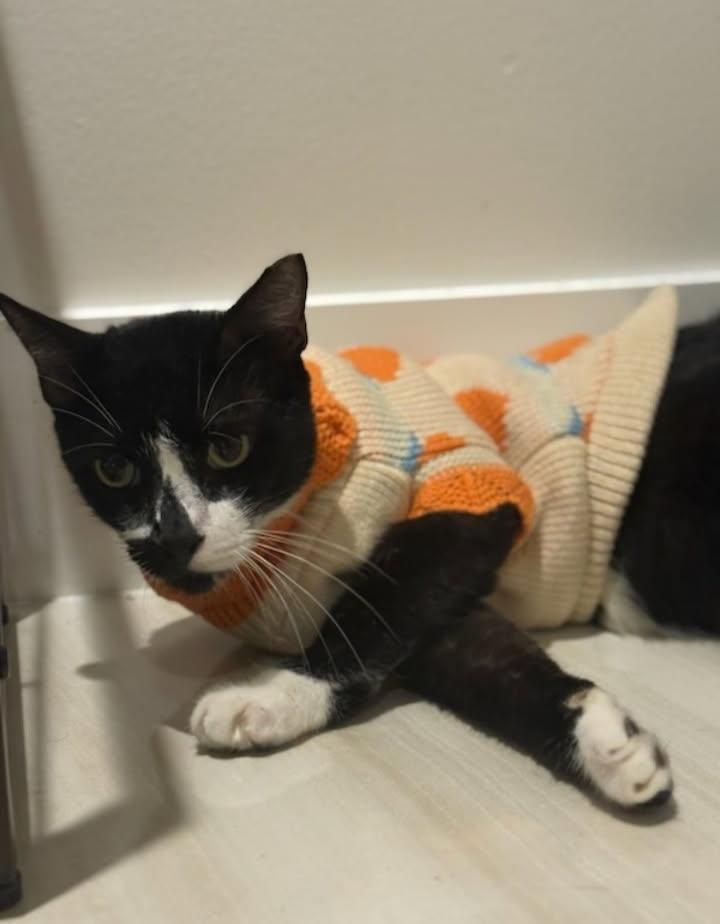 Enlarge Remy, a Adoptable Domestic Short Hair in Miami, FL image 2/6