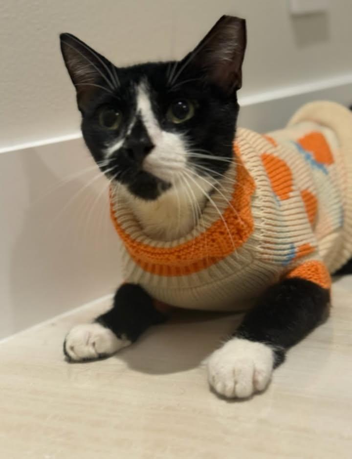 Enlarge Remy, a Adoptable Domestic Short Hair in Miami, FL image 1/6