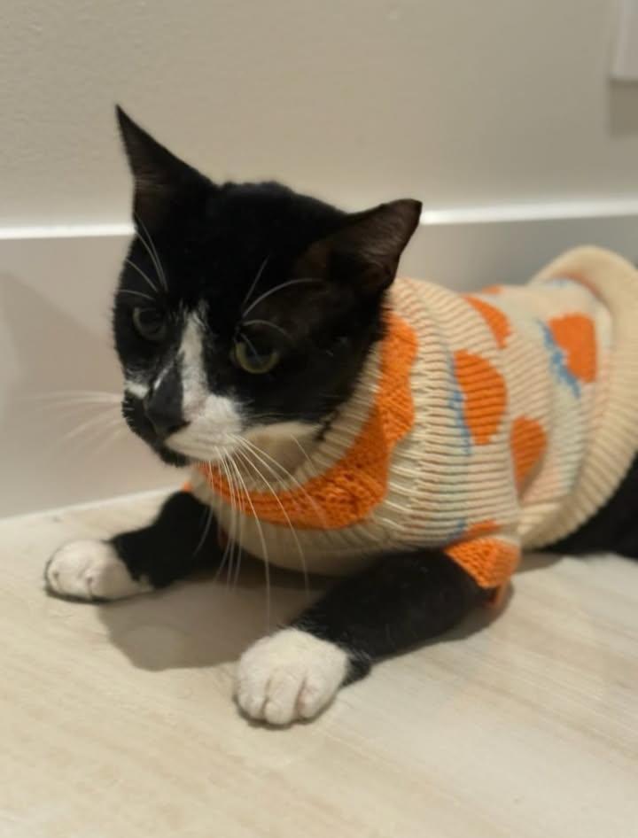 Enlarge Remy, a Adoptable Domestic Short Hair in Miami, FL image 3/6