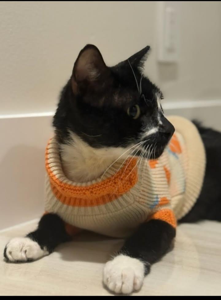 Enlarge Remy, a Adoptable Domestic Short Hair in Miami, FL image 4/6