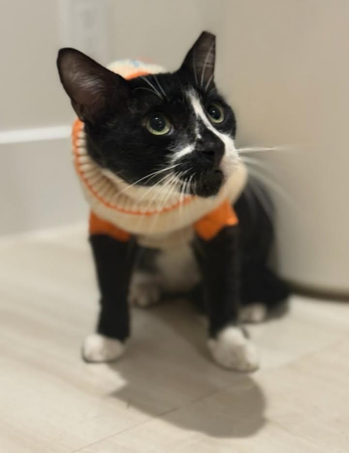 Enlarge Remy, a Adoptable Domestic Short Hair in Miami, FL image 5/6