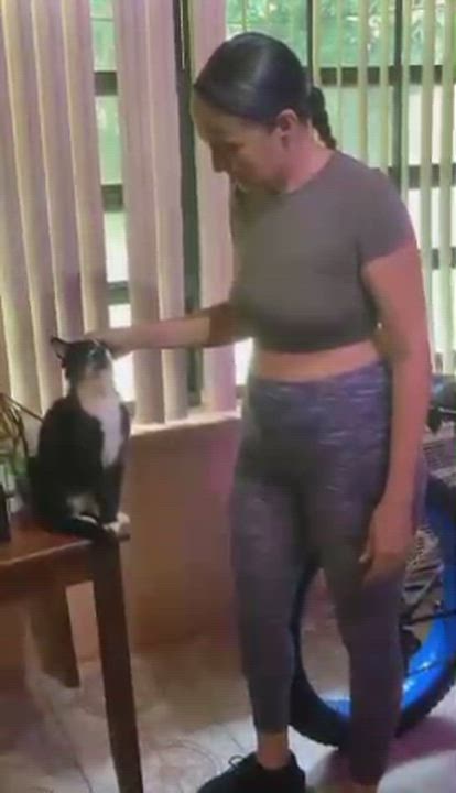 Enlarge Remy, a Adoptable Domestic Short Hair in Miami, FL video 6/6