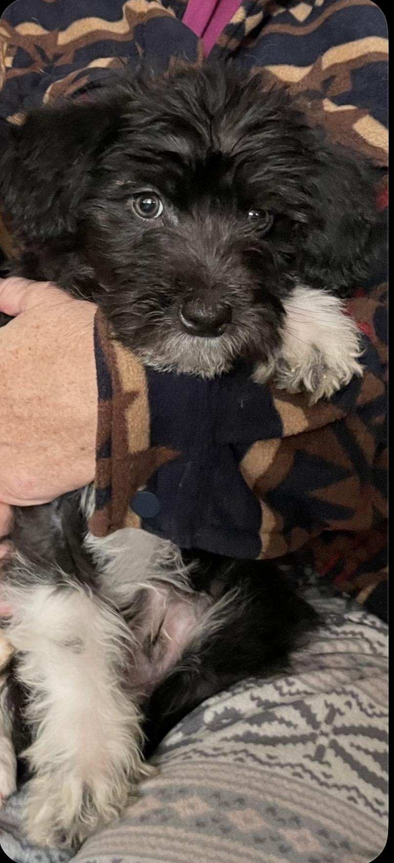 ELLIS, Adoptable, Puppy Male Poodle.