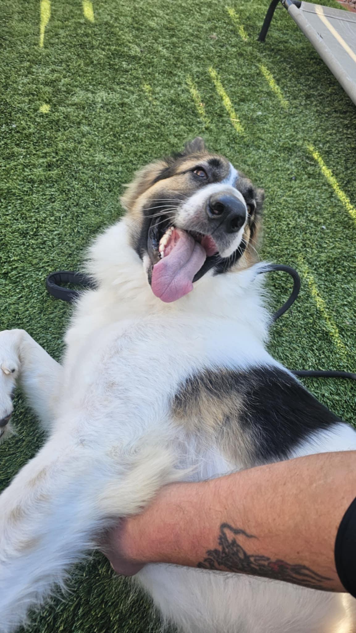 Dog for adoption - Jackson, a Shepherd in Corvallis, OR | Petfinder