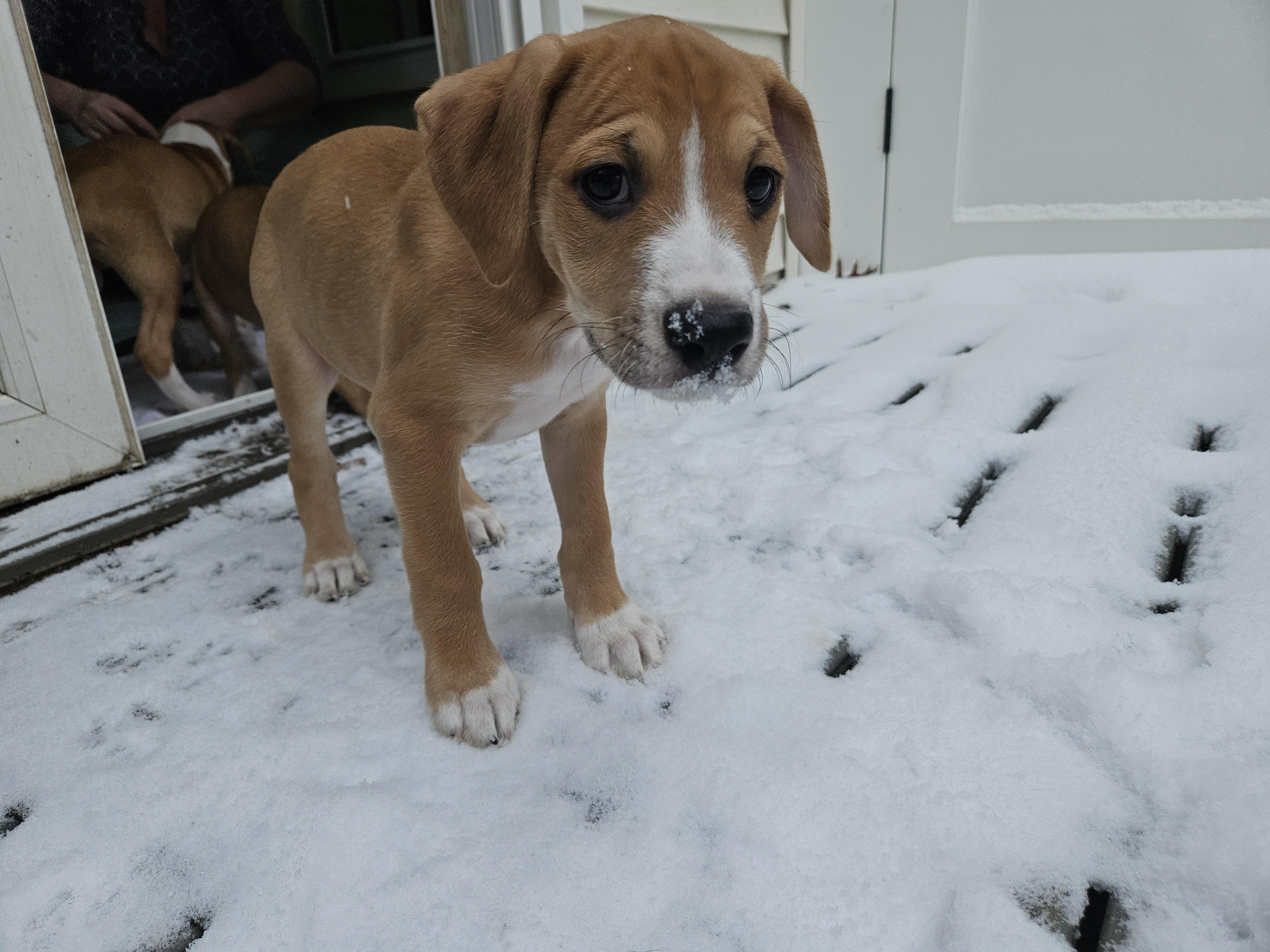 Dewey — thumbnail 2