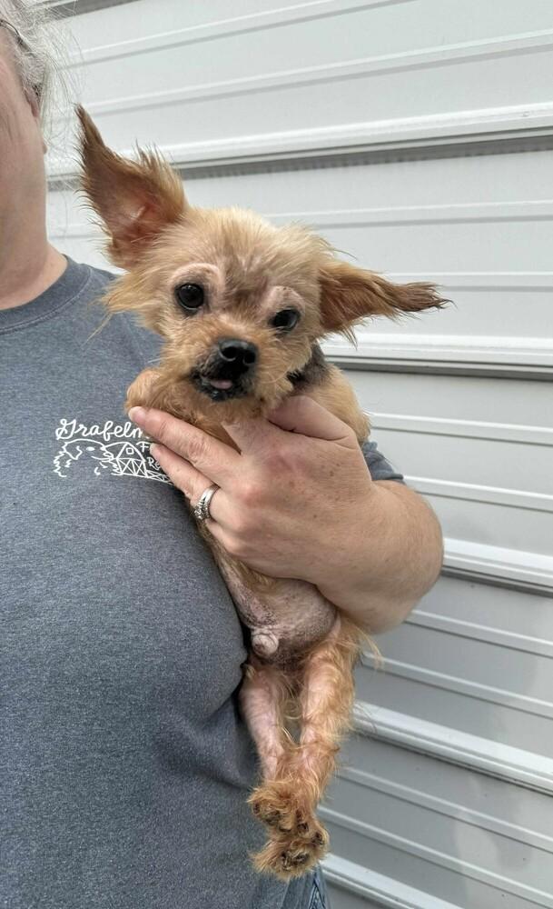 Winky Dinky JC, Adopted, Adult Male Yorkshire Terrier.