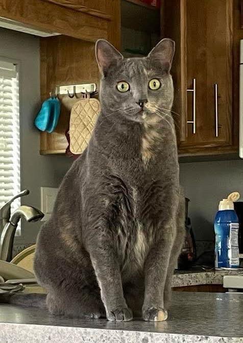 Enlarge Waleska Lovebug, a Adoptable Domestic Short Hair image 2/3