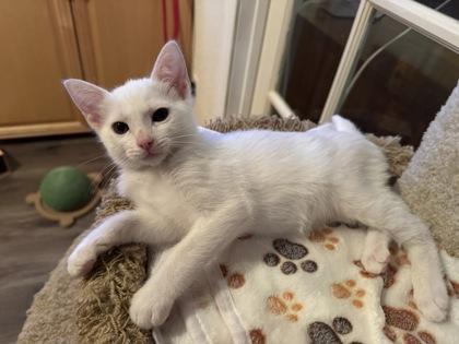 Perry, Adoptable, Kitten Male Domestic Short Hair & Domestic Short Hair.