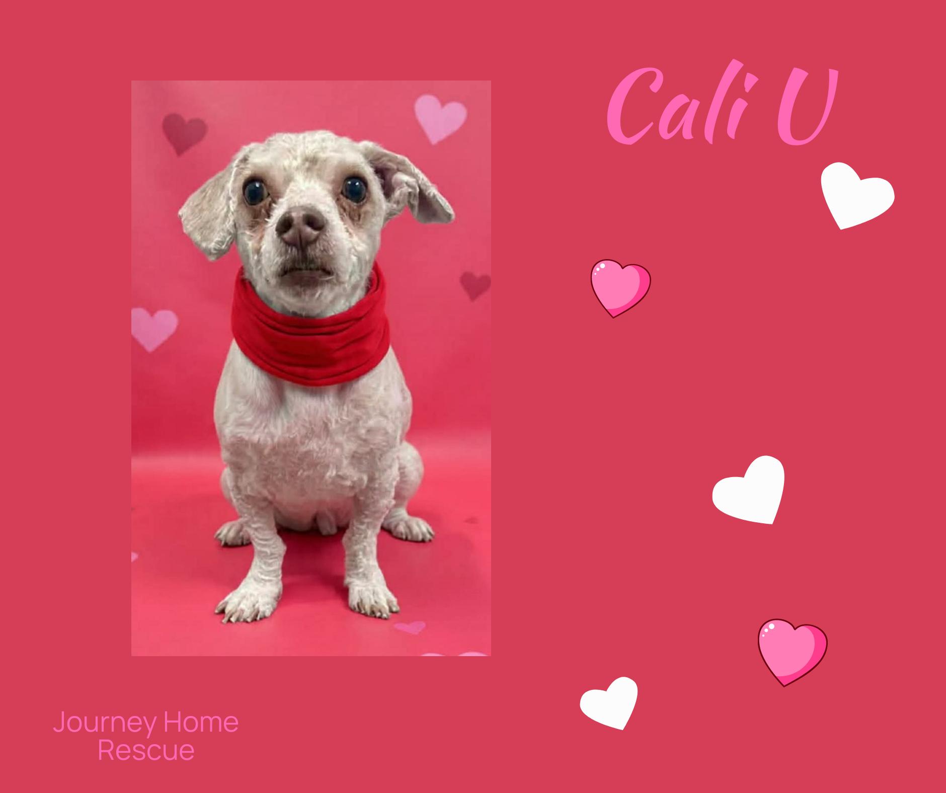 Cali U, ADOPTABLE, Adult Male Poodle.