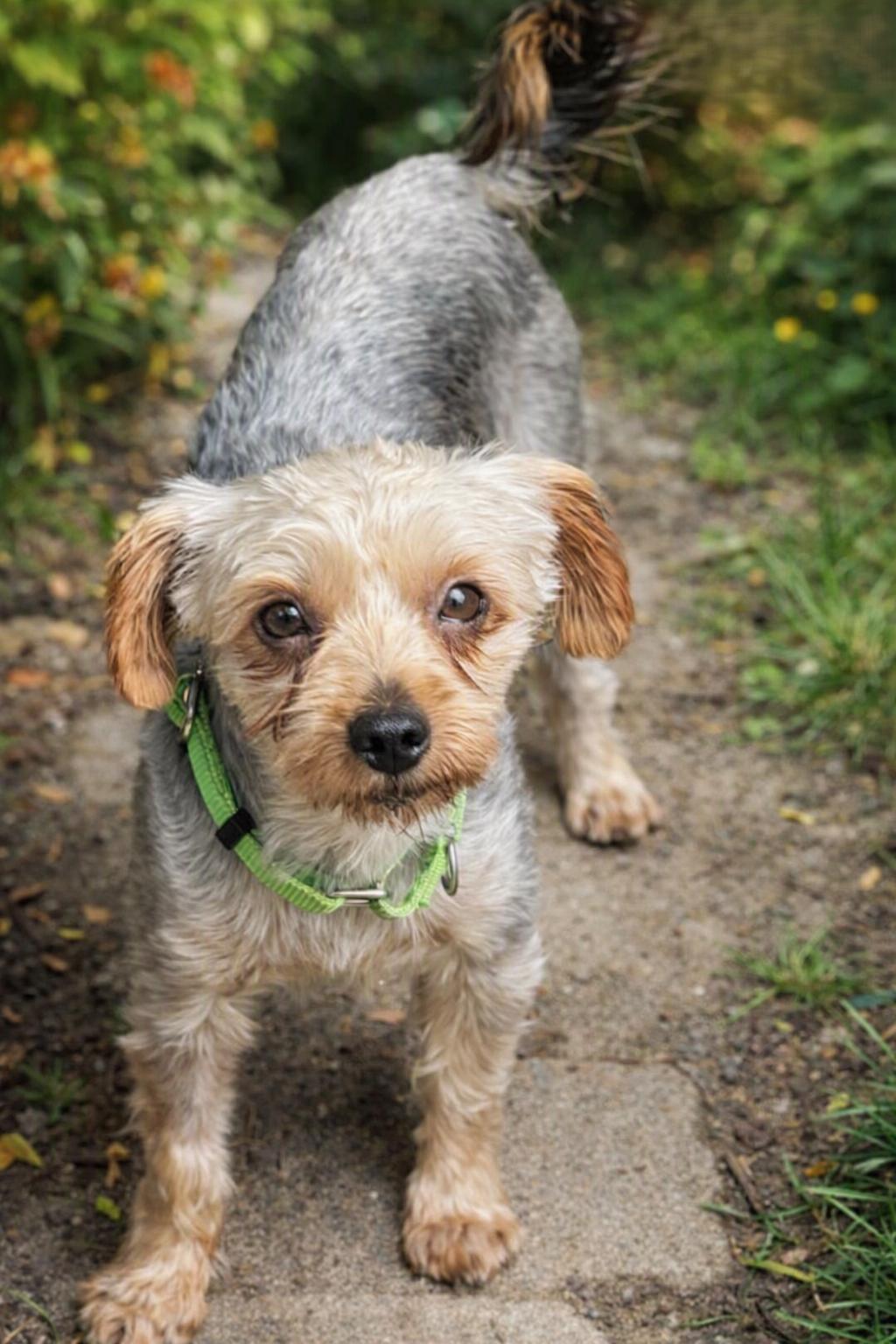 Enlarge Max, a Adoptable Yorkshire Terrier in Buffalo, NY image 1/3
