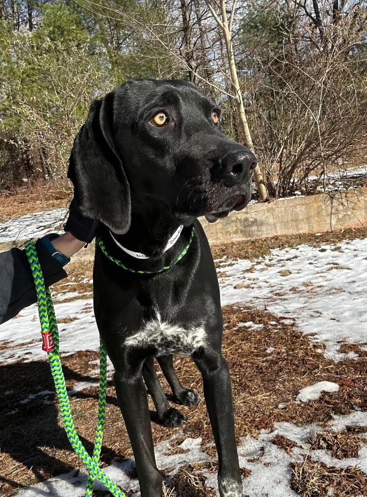 Bandit, a Adoptable Hound in Lovingston, VA image 1/3