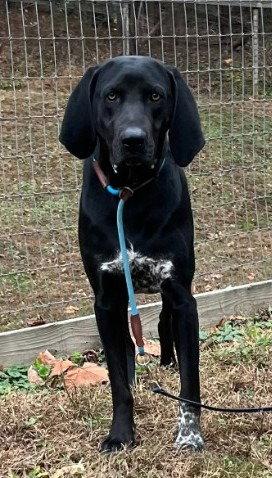 Bandit, Adoptable, Young Male Hound.