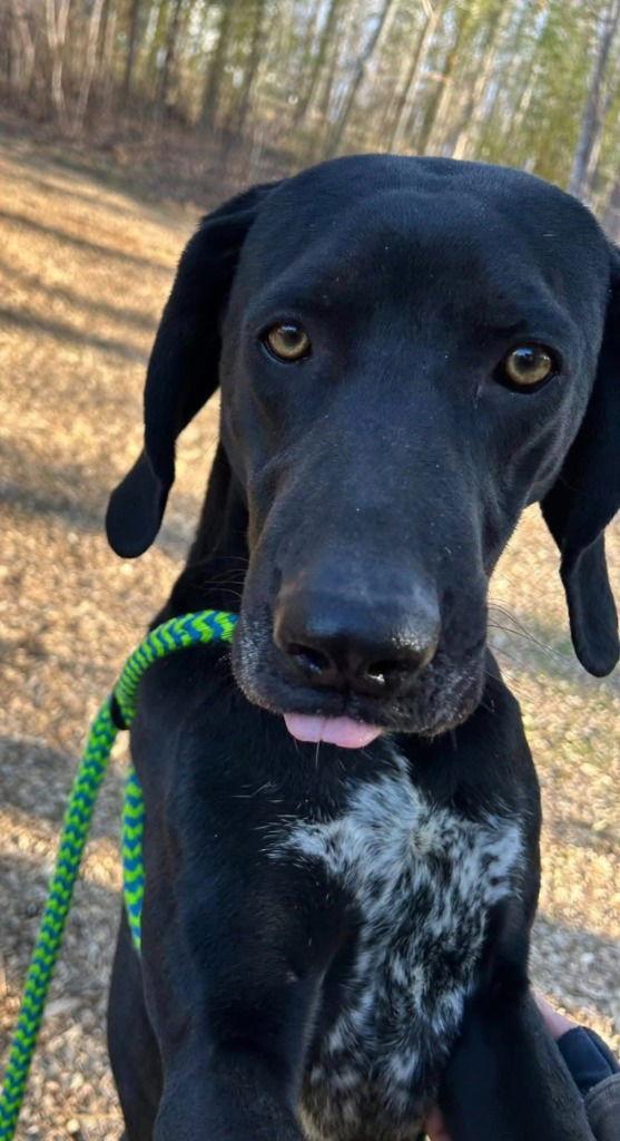 Bandit, a Adoptable Hound in Lovingston, VA image 2/3
