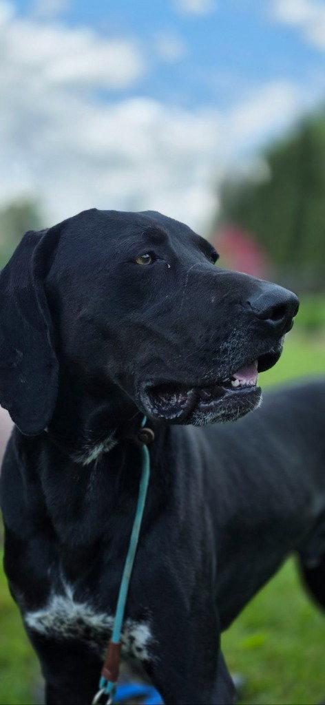Bandit, a Adoptable Hound in Lovingston, VA image 2/3