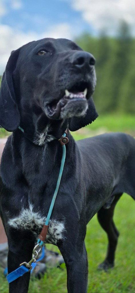 Enlarge Bandit, a Adoptable Hound in Lovingston, VA image 1/3