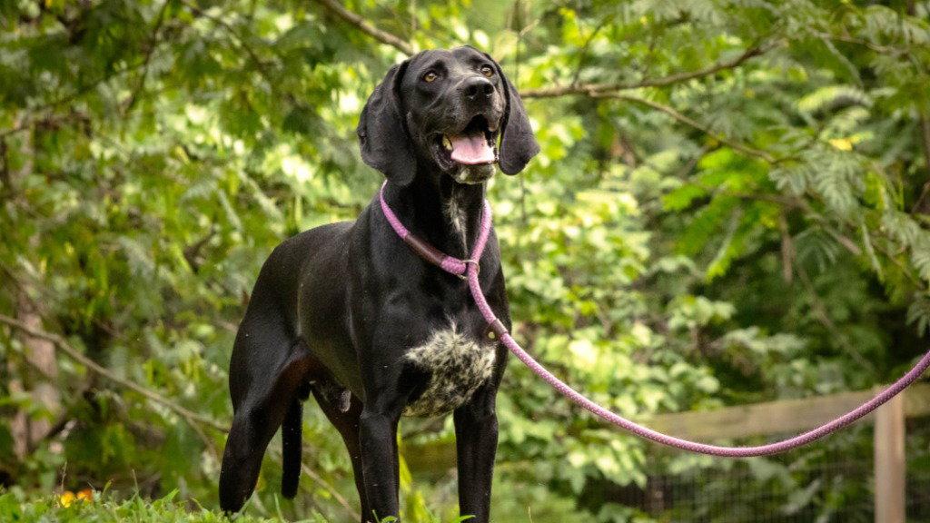 Enlarge Bandit, a Adoptable Hound in Lovingston, VA image 2/3