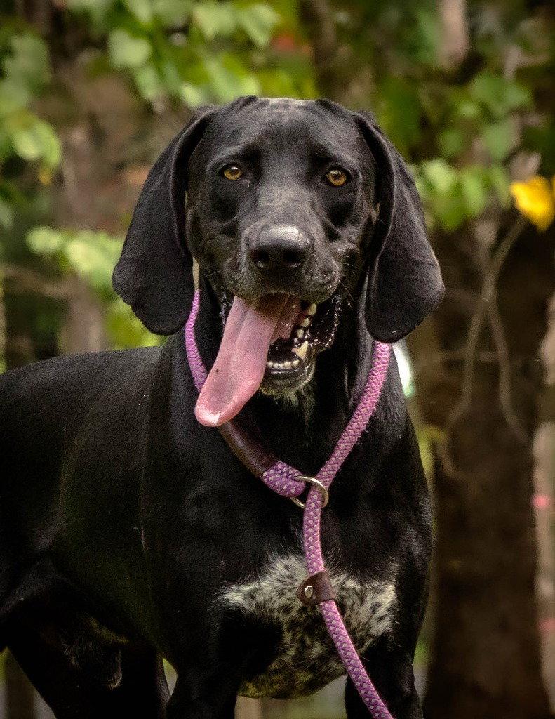Enlarge Bandit, a Adoptable Hound in Lovingston, VA image 3/3