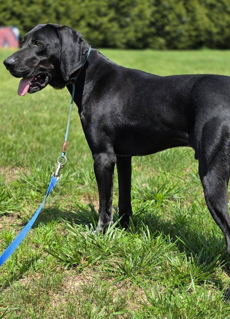 Bandit, a Adoptable Hound in Lovingston, VA image 3/3