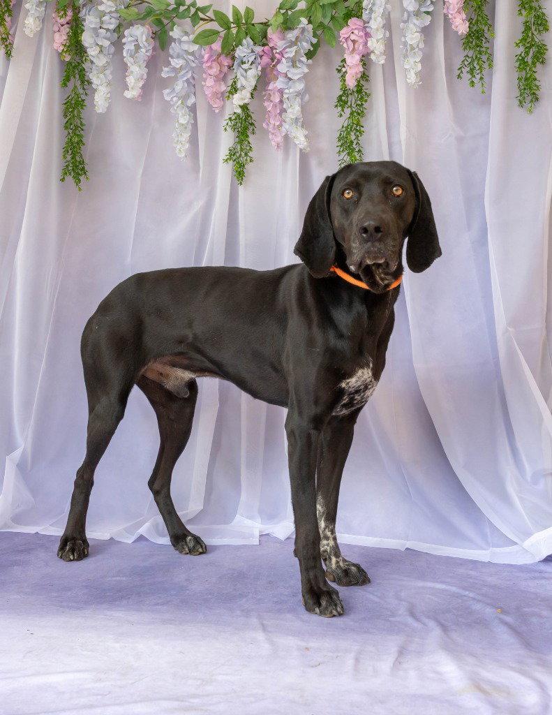 Enlarge Bandit, a Adoptable Hound in Lovingston, VA image 3/3