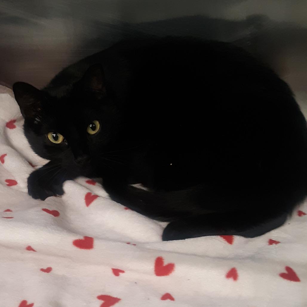 Enlarge Kylo, a Adoptable Domestic Short Hair in Spokane, WA image 1/1