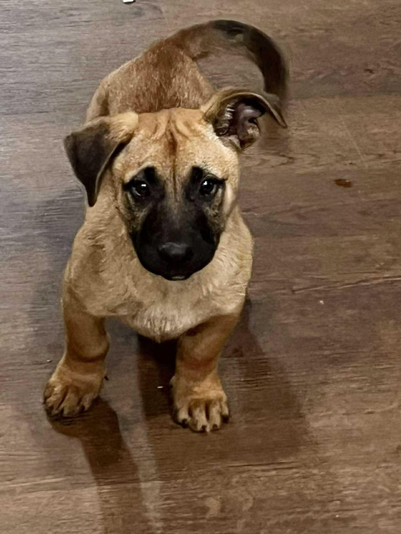 Enlarge Ringo Starr, a Adoptable mixed breed in Jarrettsville, MD image 2/3