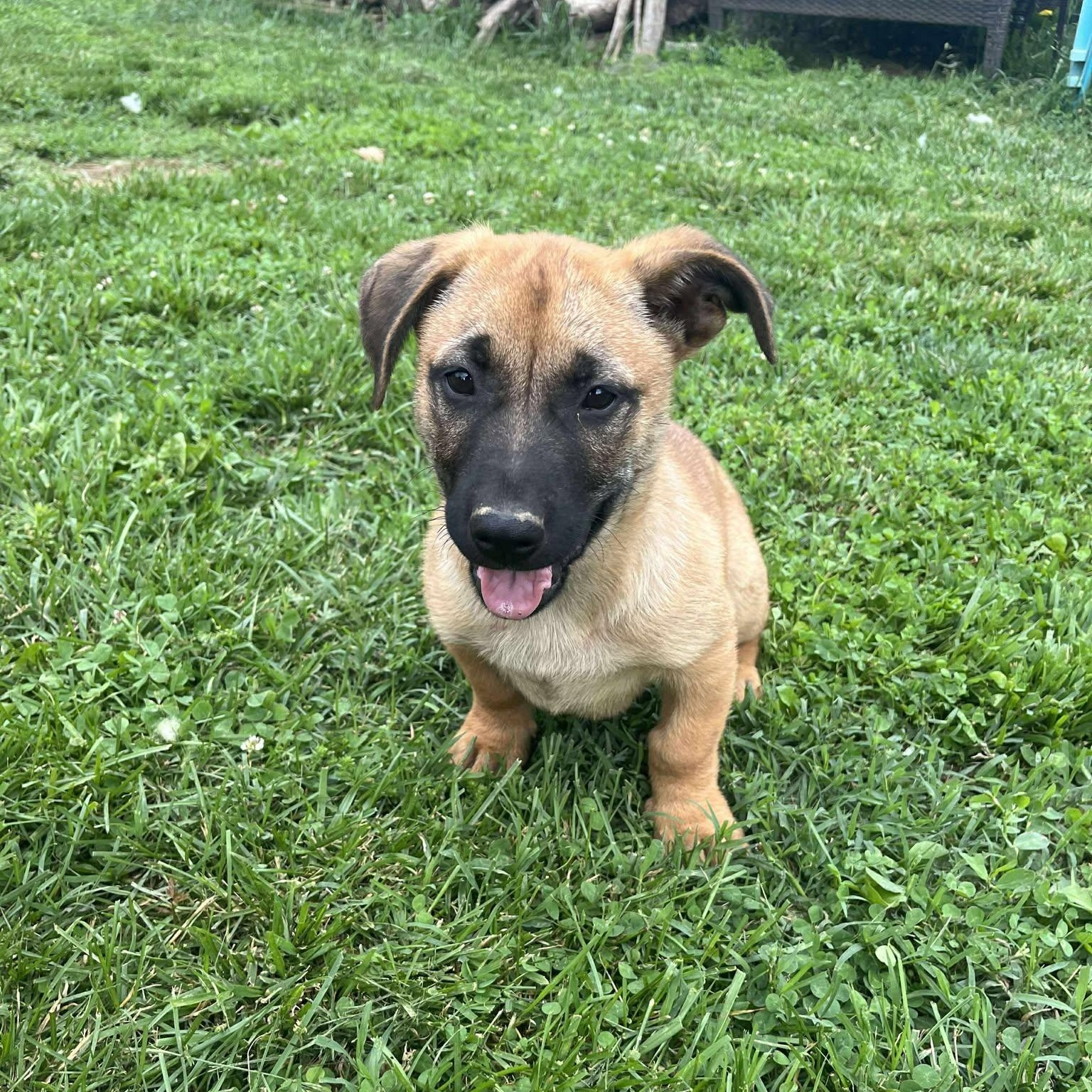 Ringo Starr, Baby Male German Shepherd Dog