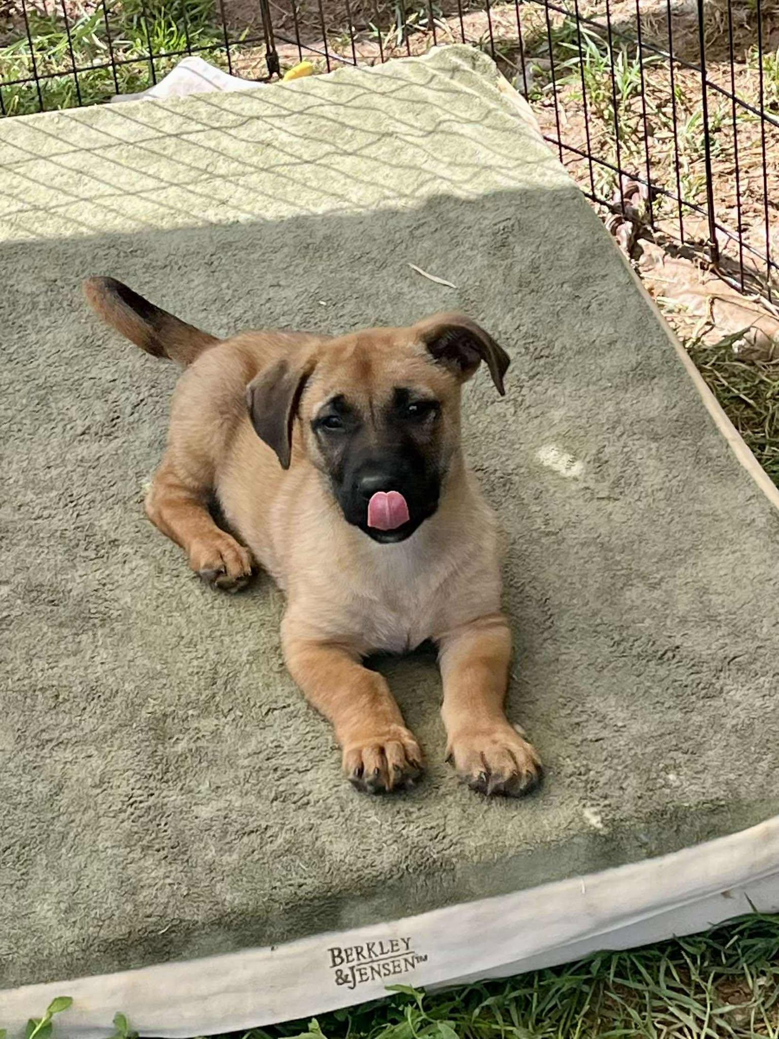 Enlarge Ringo Starr, a Adoptable mixed breed in Jarrettsville, MD image 3/3