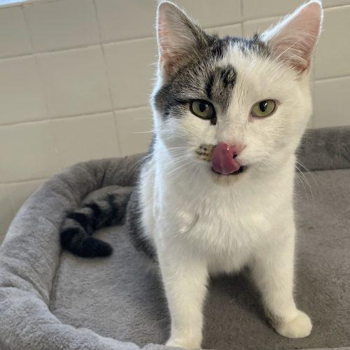 Cayden, Adoptable, Young Male Domestic Short Hair & Tabby.