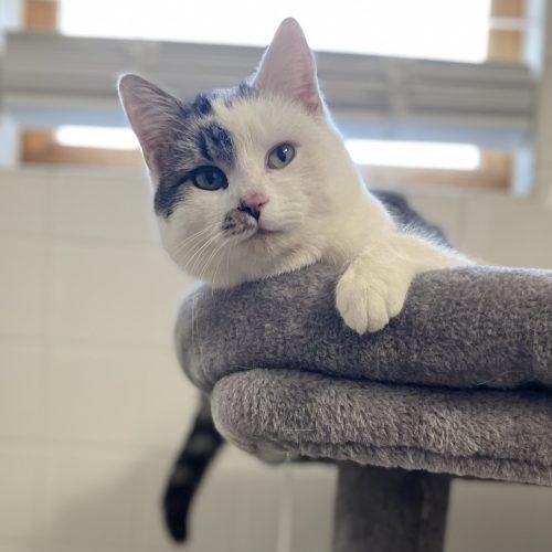 Enlarge Cayden, a Adoptable mixed breed in Knoxville, TN image 2/5