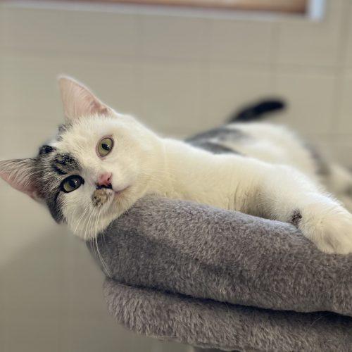 Enlarge Cayden, a Adoptable mixed breed in Knoxville, TN image 3/5