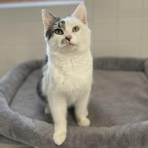 Enlarge Cayden, a Adoptable mixed breed in Knoxville, TN image 4/5