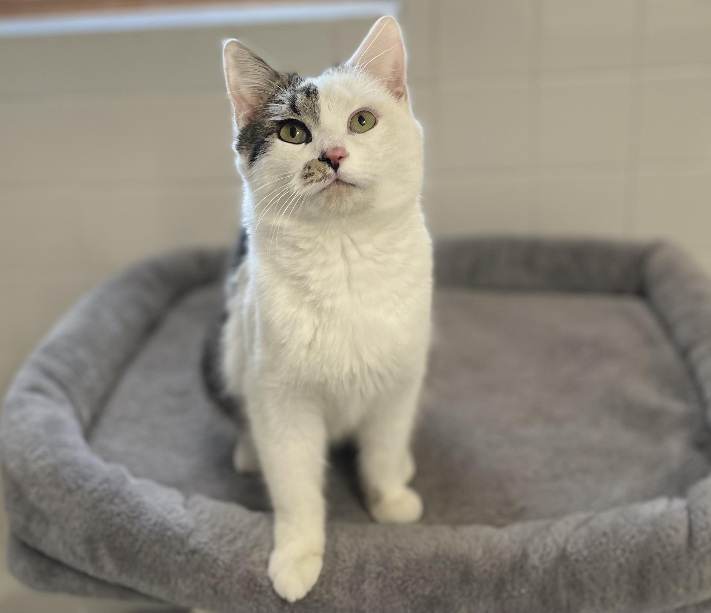 Enlarge Cayden, a Adoptable mixed breed in Knoxville, TN image 5/6