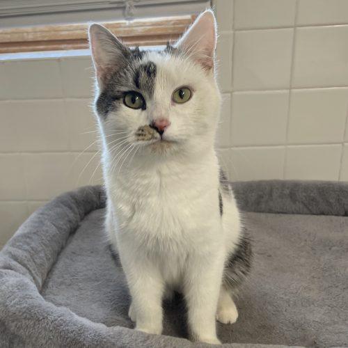 Enlarge Cayden, a Adoptable mixed breed in Knoxville, TN image 5/5