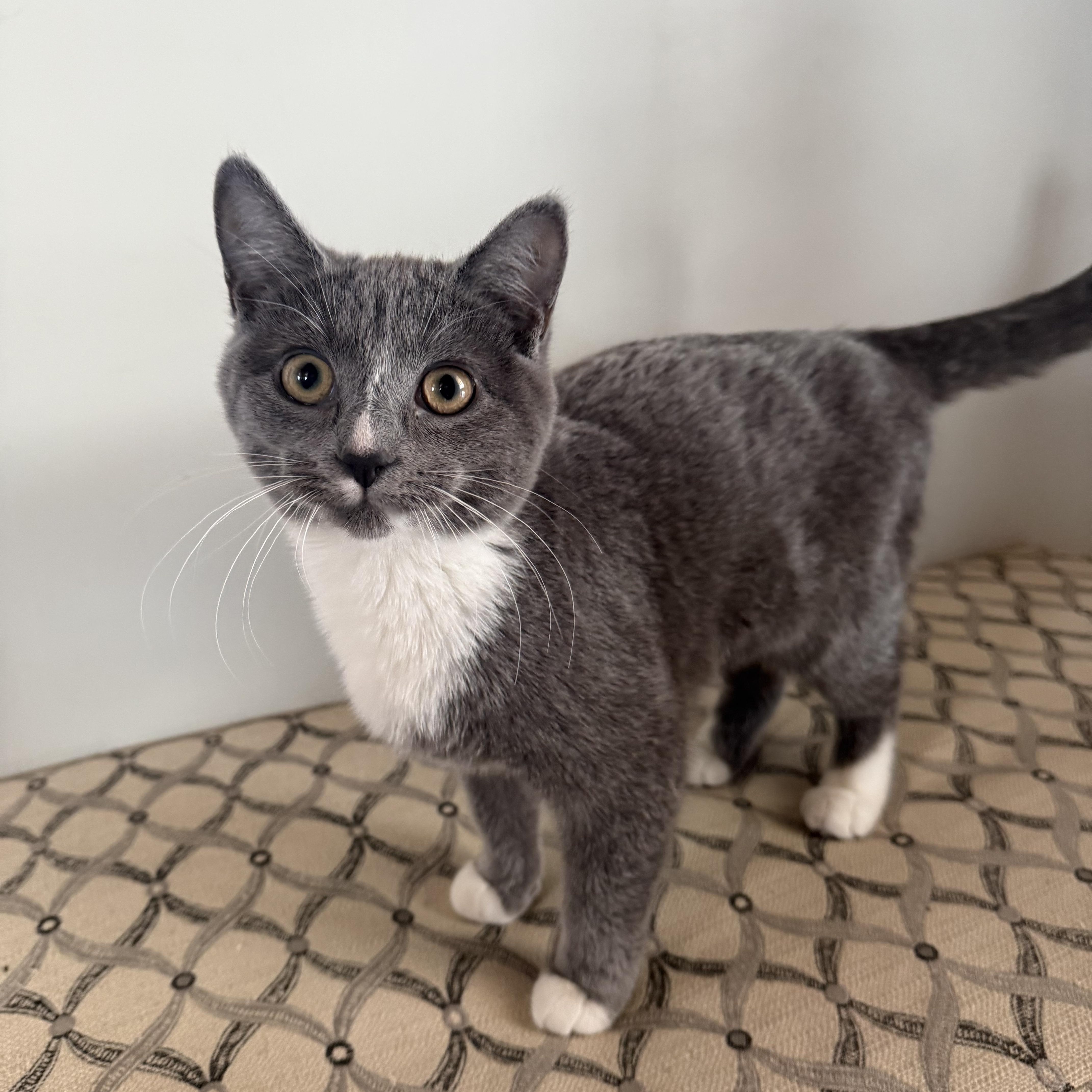 Cool Whip (Sister to Biscuit), adopted, Kitten Female Domestic Short Hair.