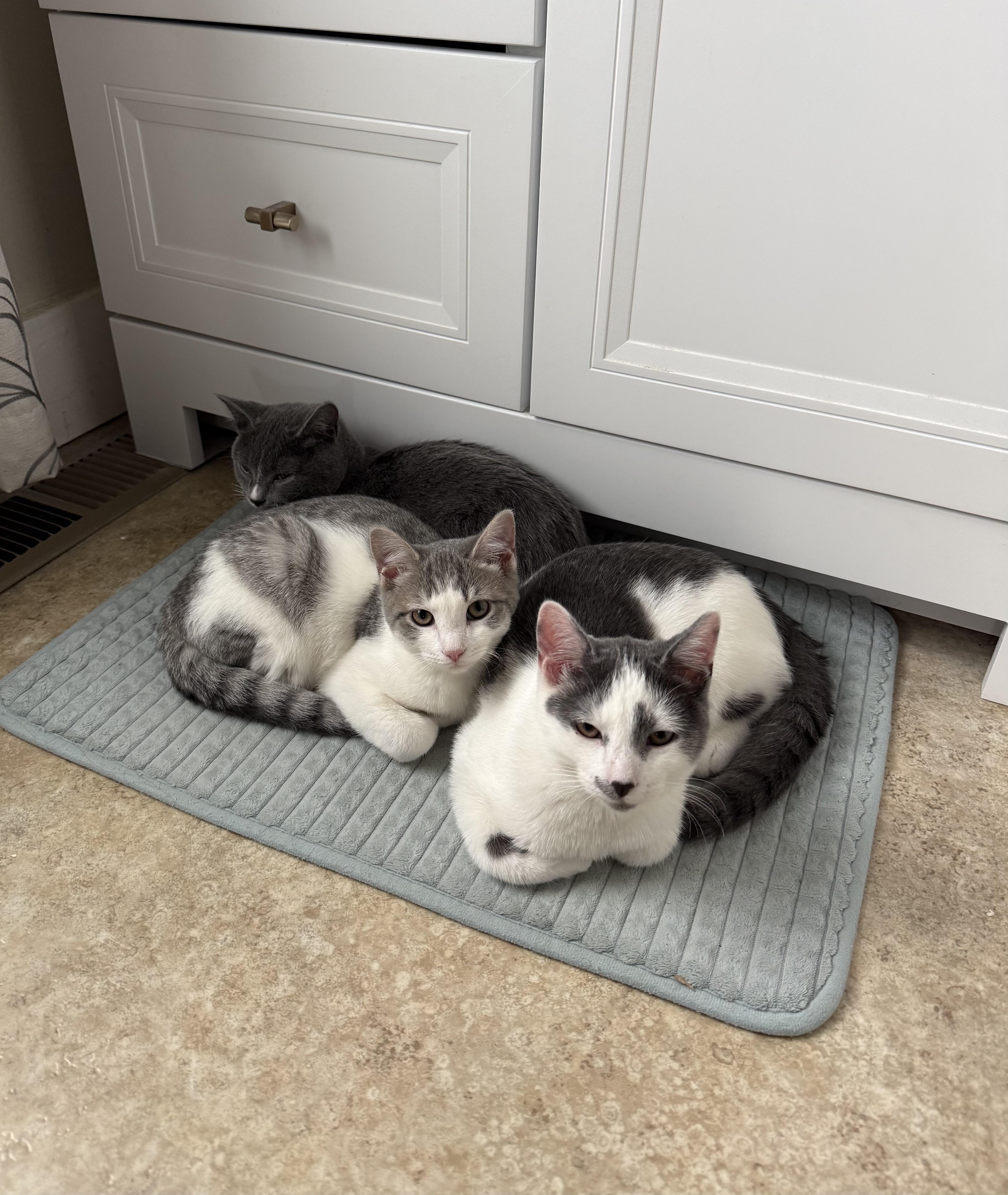 Enlarge Cool Whip (Sister to Biscuit), an adopted Domestic Short Hair in Cortland, NY image 2/2