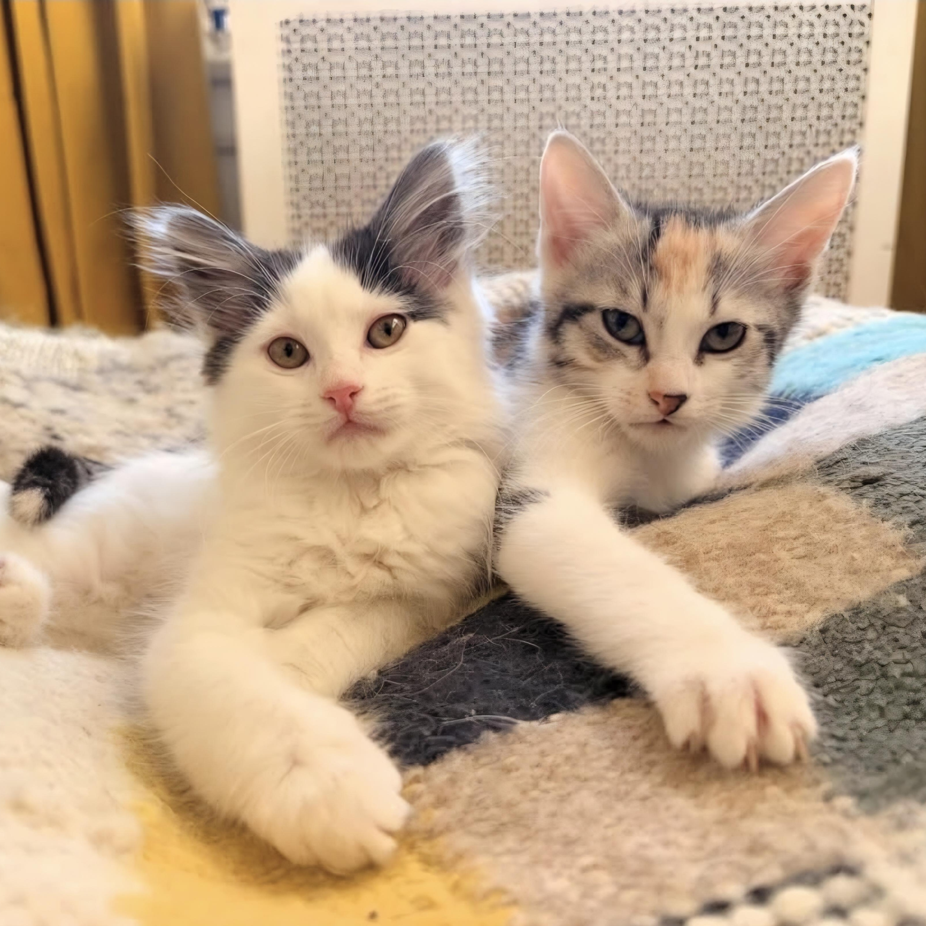 Enlarge Estelle & Bernice, a Adoptable mixed breed in Chicago, IL image 1/6