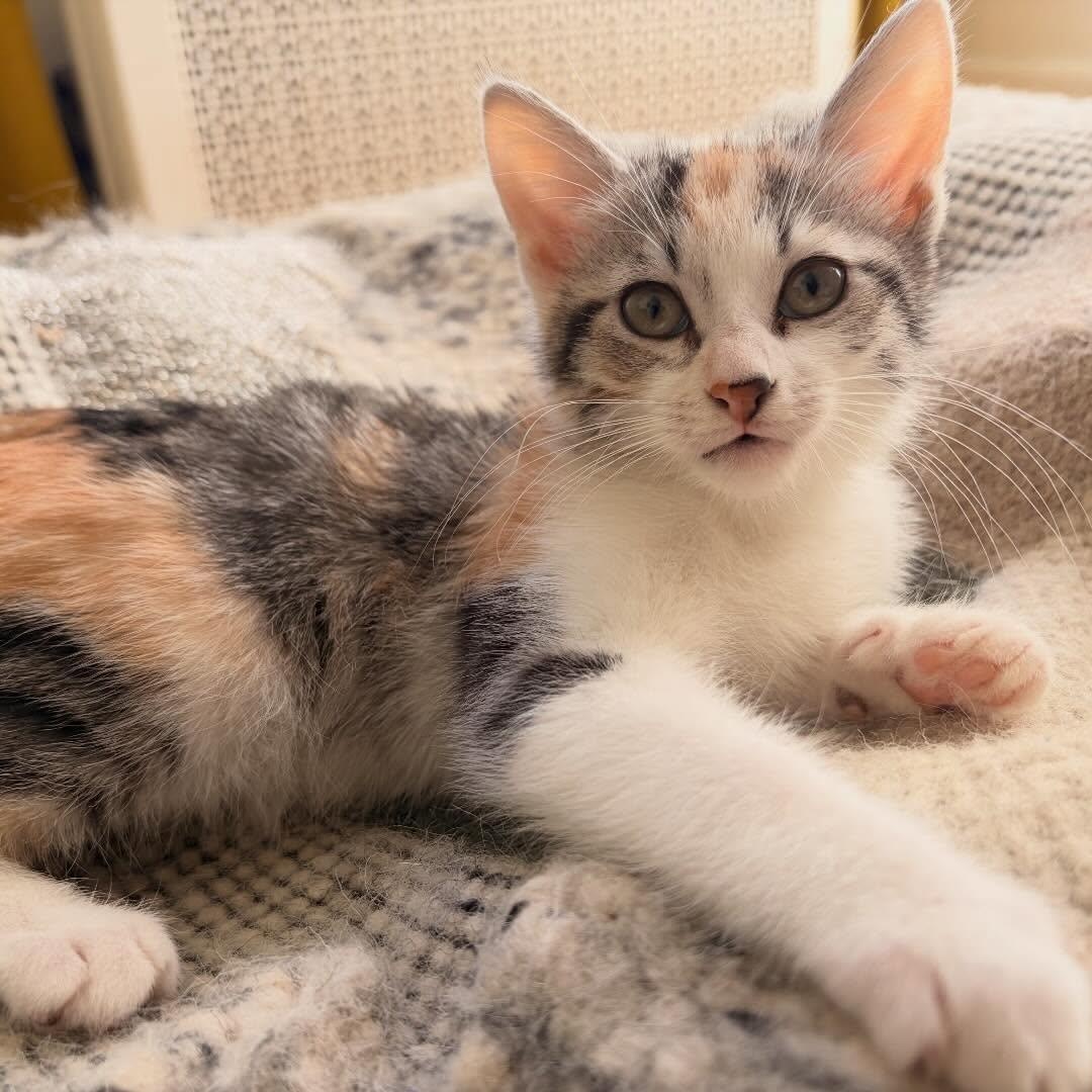 Enlarge Estelle & Bernice, a Adoptable mixed breed in Chicago, IL image 4/6