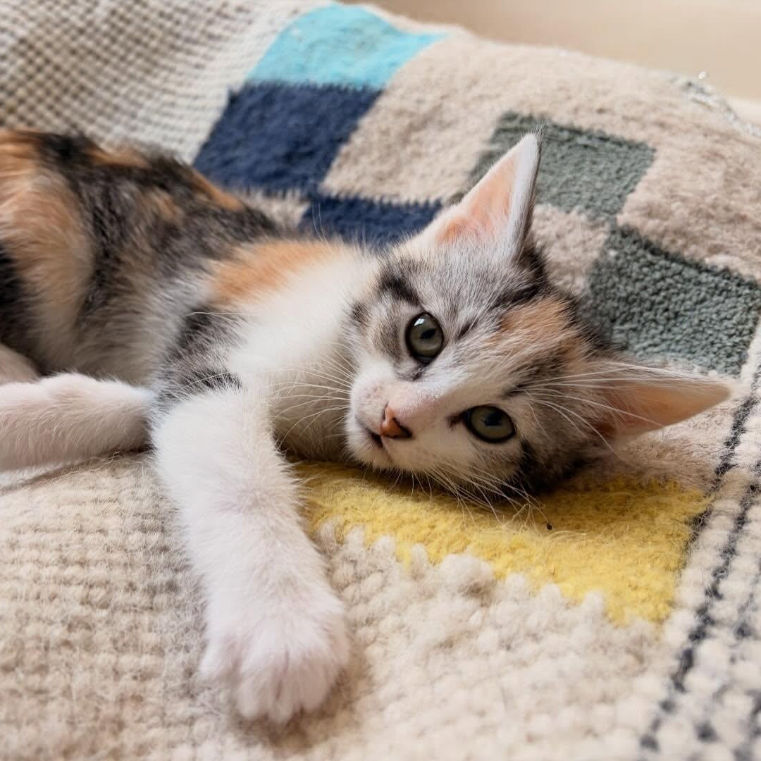 Enlarge Estelle & Bernice, a Adoptable mixed breed in Chicago, IL image 6/6