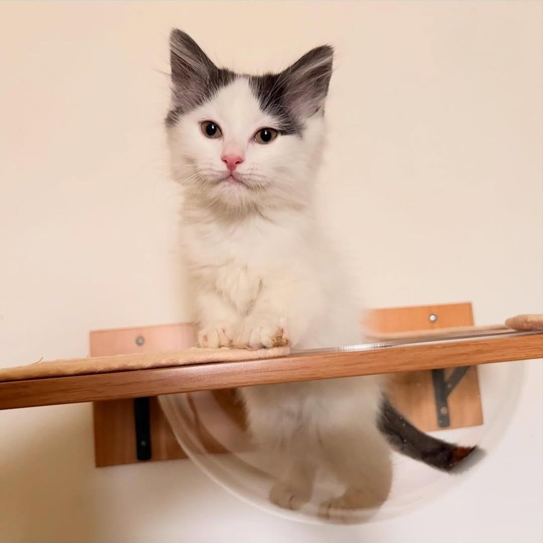 Enlarge Estelle & Bernice, a Adoptable mixed breed in Chicago, IL image 3/6