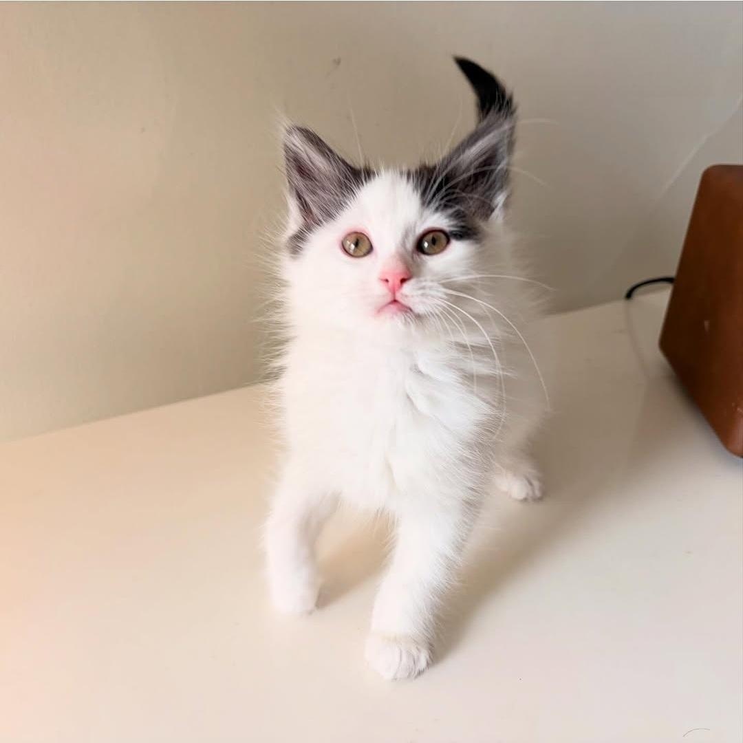 Enlarge Estelle & Bernice, a Adoptable mixed breed in Chicago, IL image 5/6