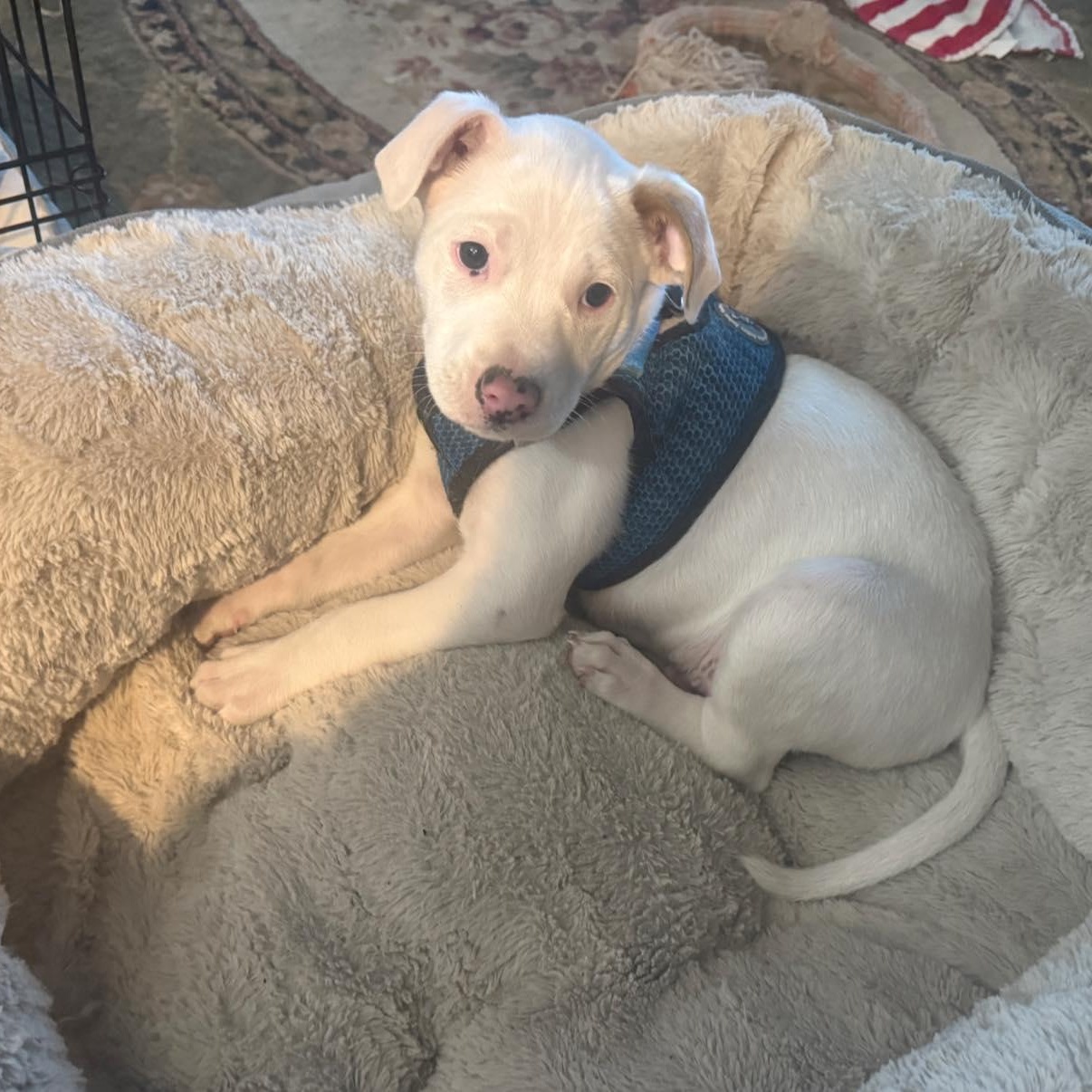 Frosty, a ADOPTABLE mixed breed in Calabash, NC image 1/3