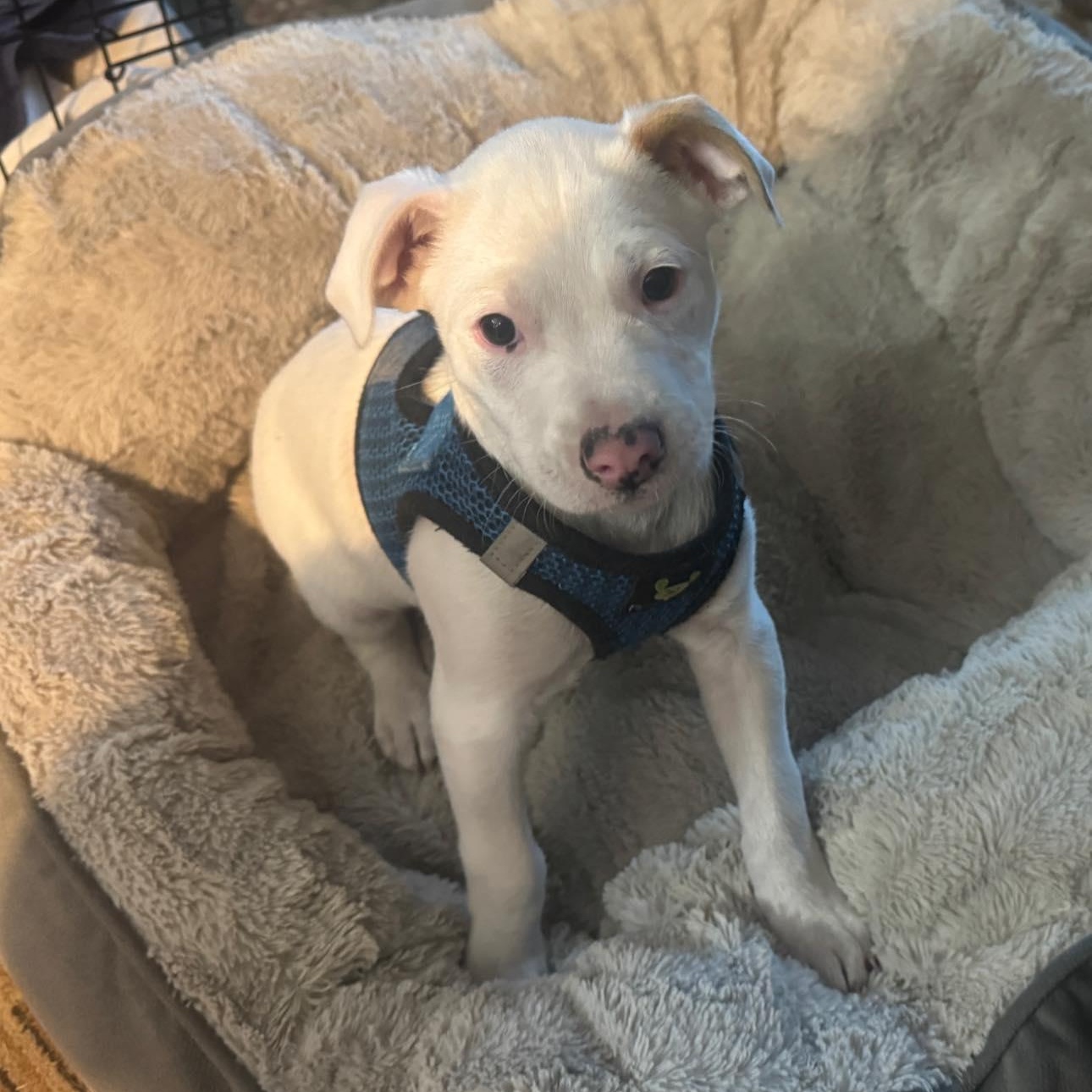 Frosty, a ADOPTABLE mixed breed in Calabash, NC image 3/3