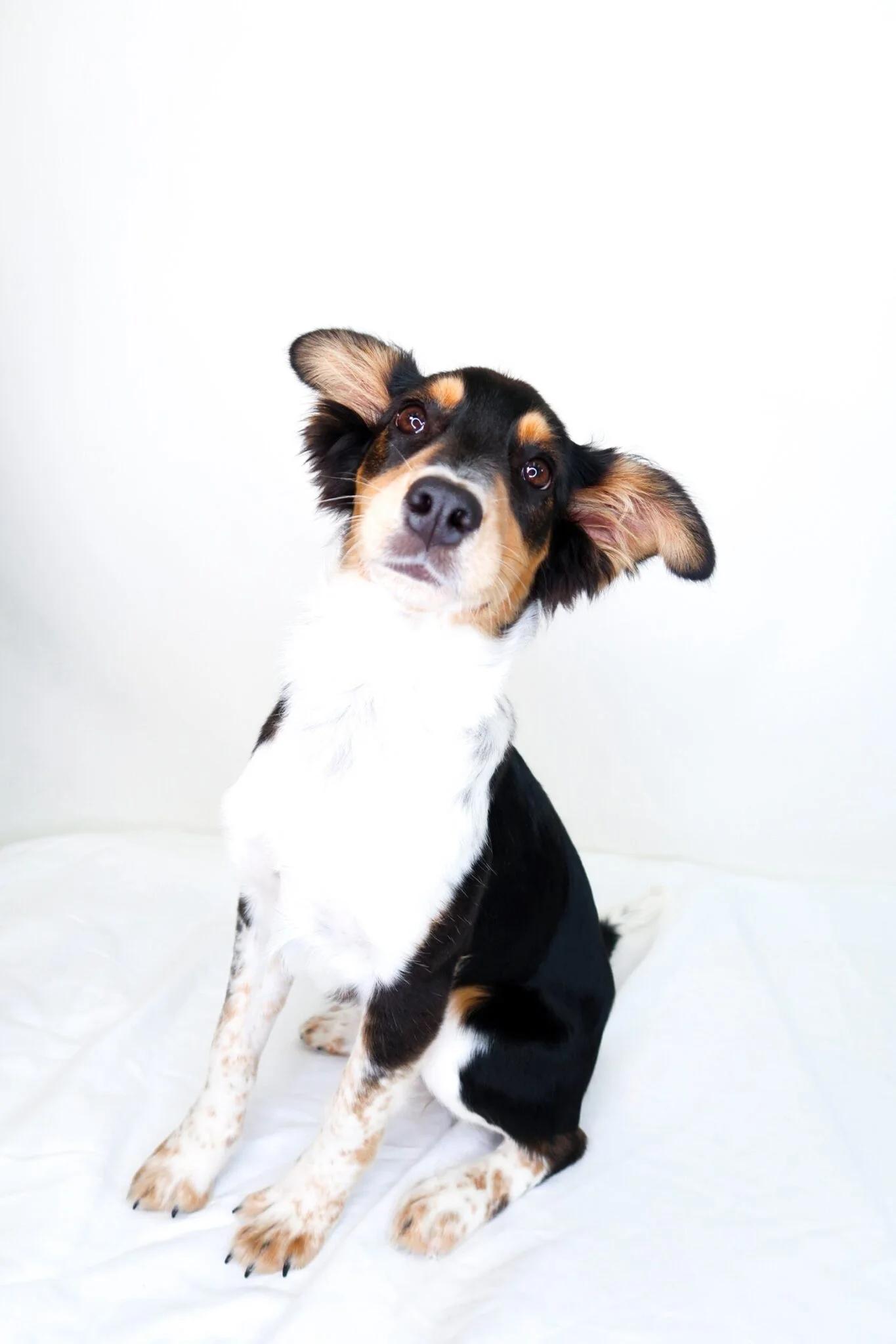 Kit, an adopted mixed breed in Bixby, OK image 5/6