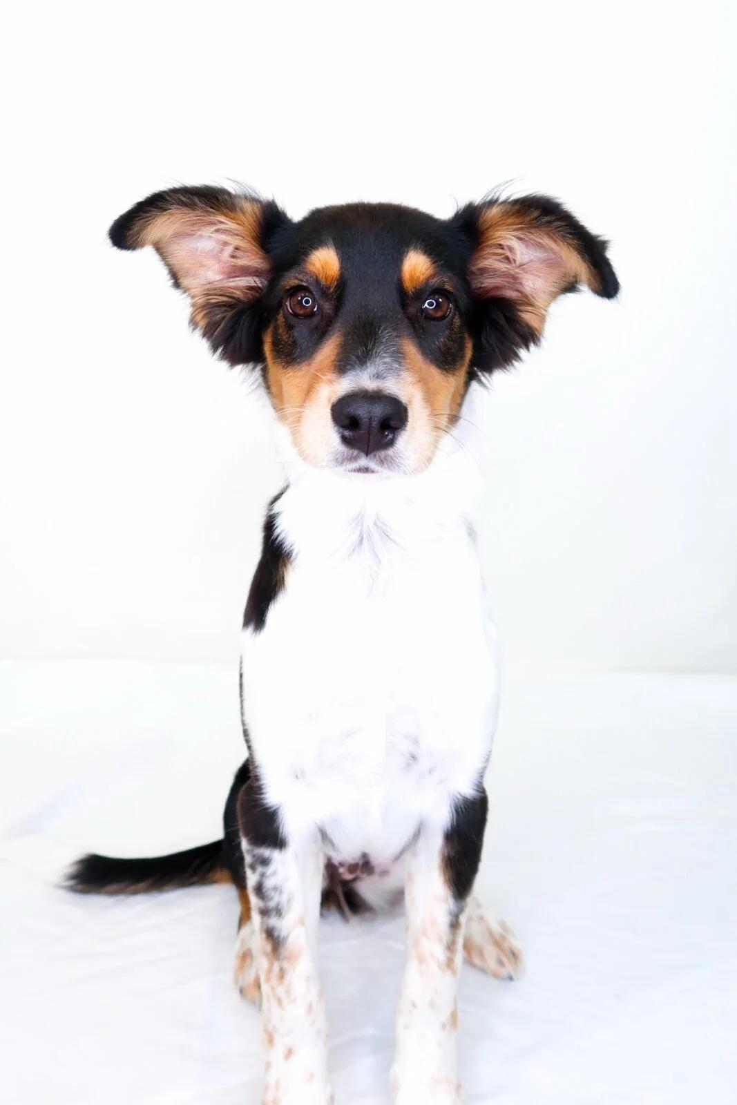 Kit, adopted, Puppy Female Australian Shepherd.