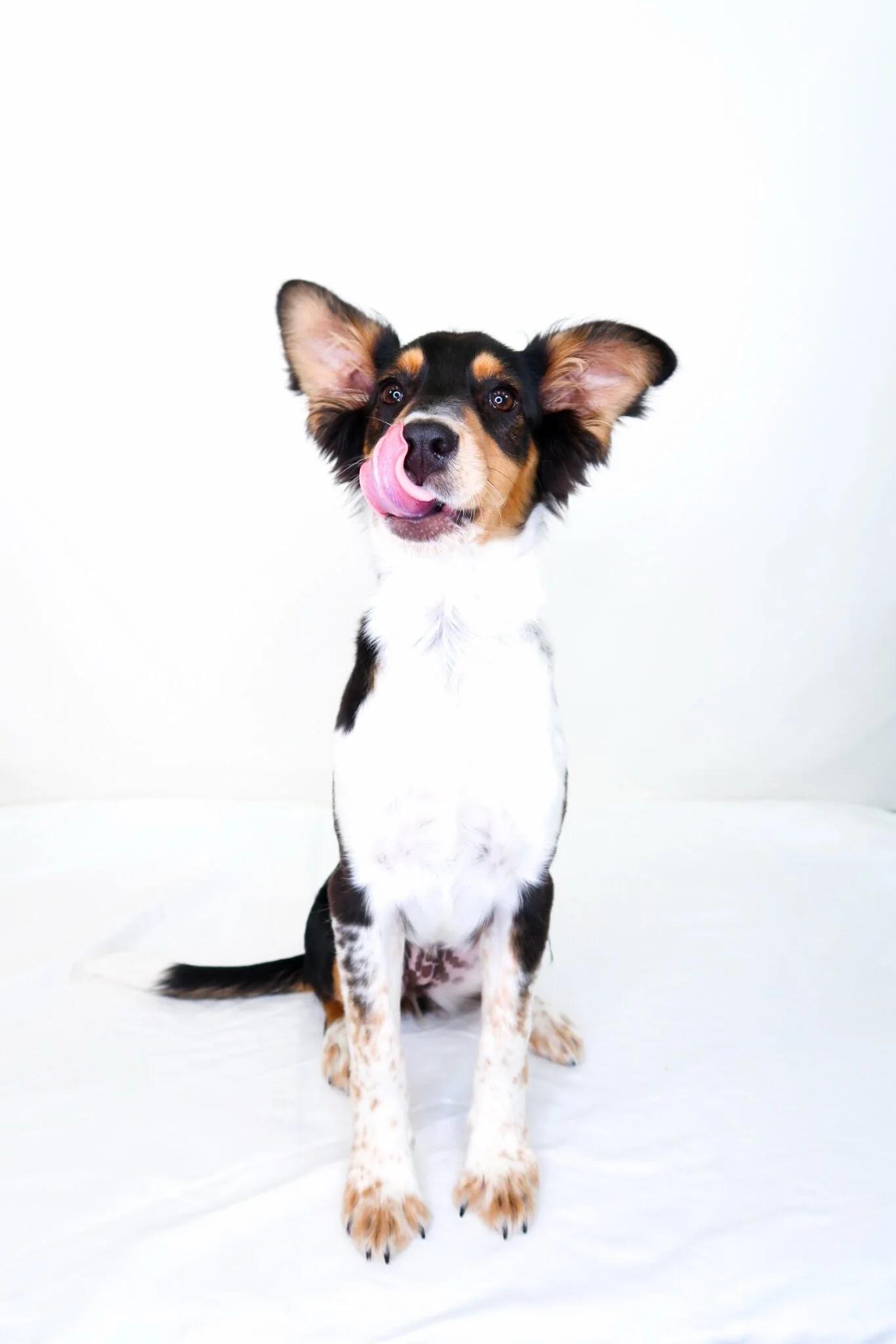 Kit, an adopted mixed breed in Bixby, OK image 2/6