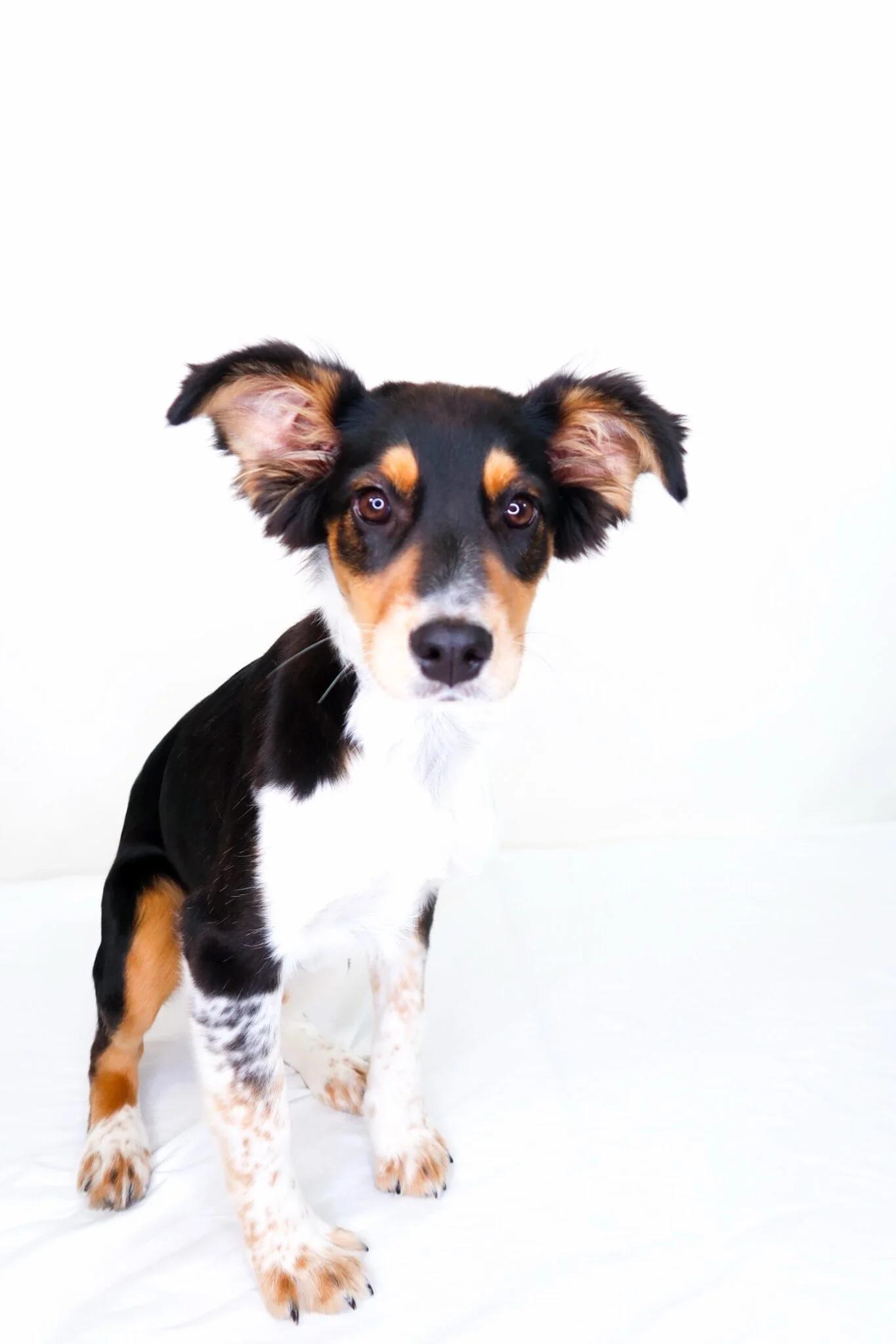 Kit, an adopted mixed breed in Bixby, OK image 4/6