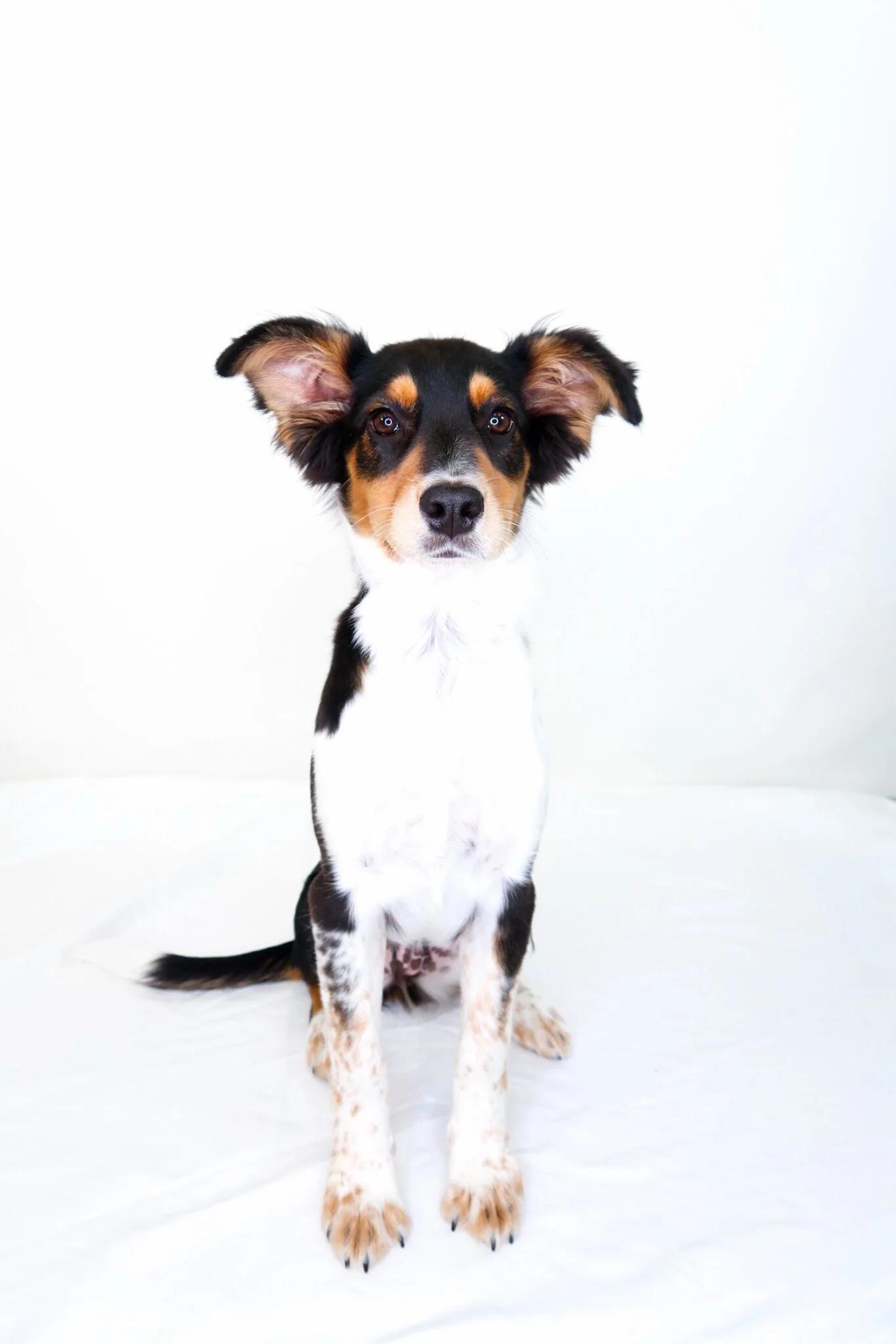 Kit, an adopted mixed breed in Bixby, OK image 6/6