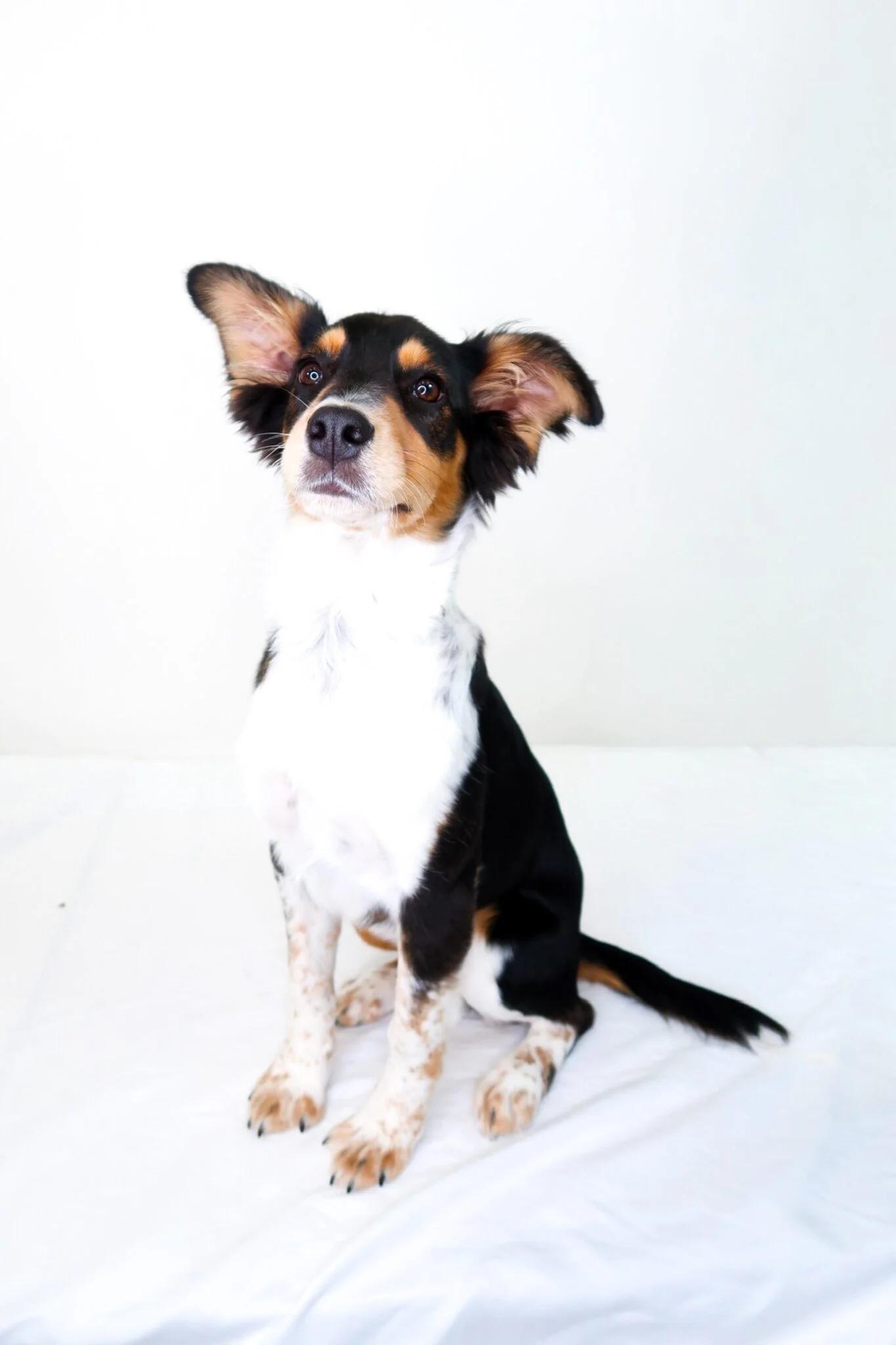 Kit, an adopted mixed breed in Bixby, OK image 3/6