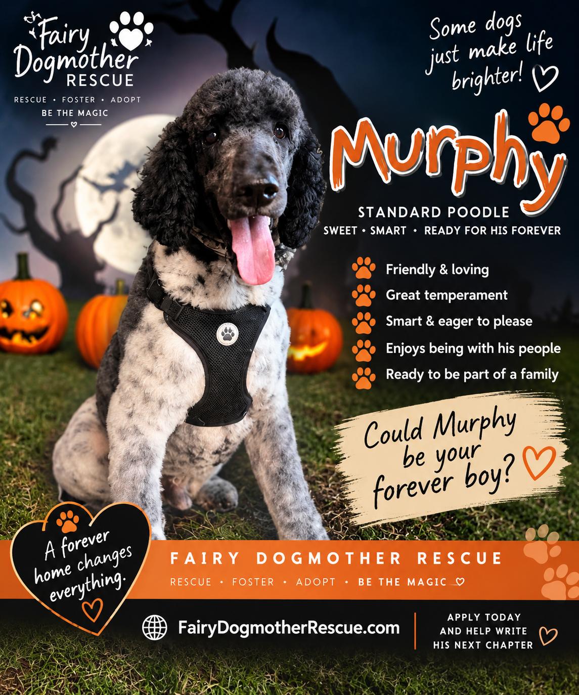 Enlarge Murphy, a Adoptable Standard Poodle in Yukon, OK image 1/1